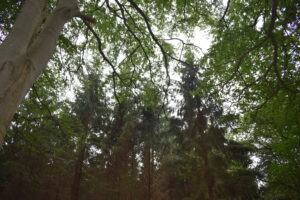 Bomen op landgoed De Barkel in Wierden. Bomen zorgen voor schaduw en verkoeling op warme dagen, dat willen we met deze foto laten zien.